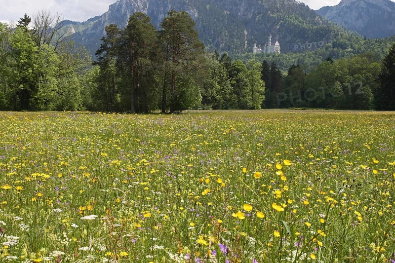 Neuschwanstein Castle near Füssen, with blooming wildflower meadow, Allgäu, Bavaria, Germany, Allgäu, Bavaria, Germany