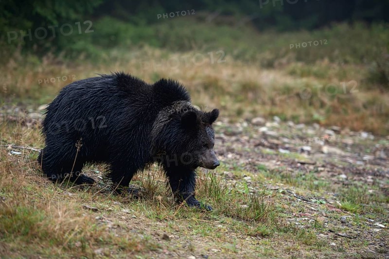 Early in the morning... European brown bear (Ursus arctos) crossing a clearing in the forest, appears to be still young, dark-coloured with strikingly light collar markings, native nature, Central Europe