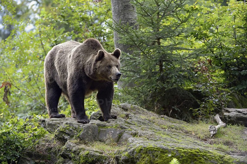 Europe's largest land mammal... European brown bear (Ursus arctos), adult, standing on some rocks in the forest, looking around grimly, exploring the surroundings, native nature, Bavaria, Germany, Western Europe