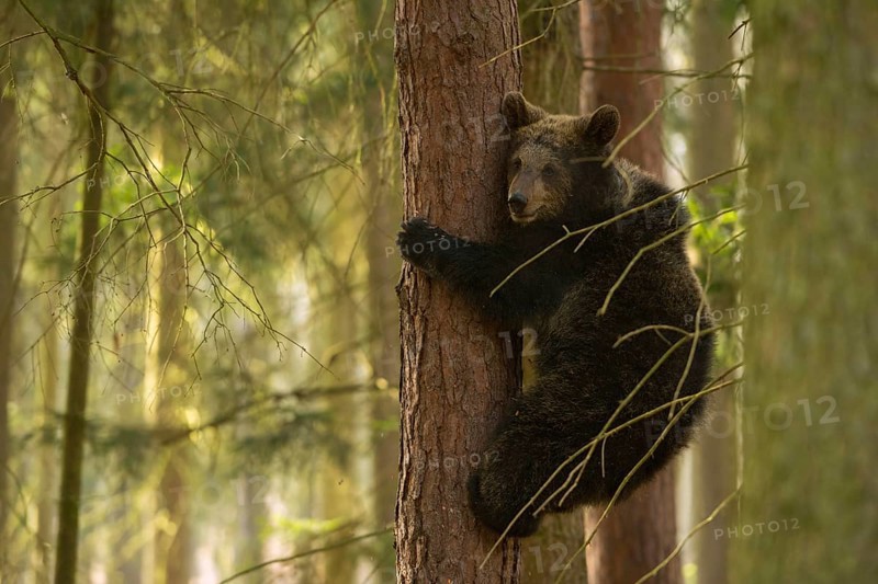 Bear cub... European brown bear (Ursus (arctos), young bear has fled to a tree in the forest, climbed up, brings himself to safety there, an adult brown bear cannot follow him there, funny sight, series animal cubs, native nature, Central Europe