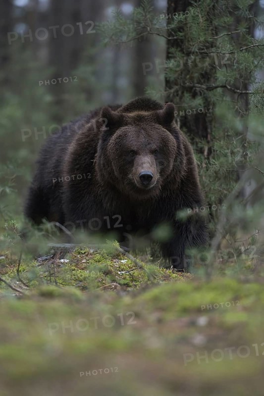 Through the undergrowth... European brown bear (Ursus arctos) in the forest, breaking through dense undergrowth, dangerous but rare and lastingly impressive encounter, direct eye contact at eye level, deep shooting perspective, series of impressive animal images, native nature, Central Europe