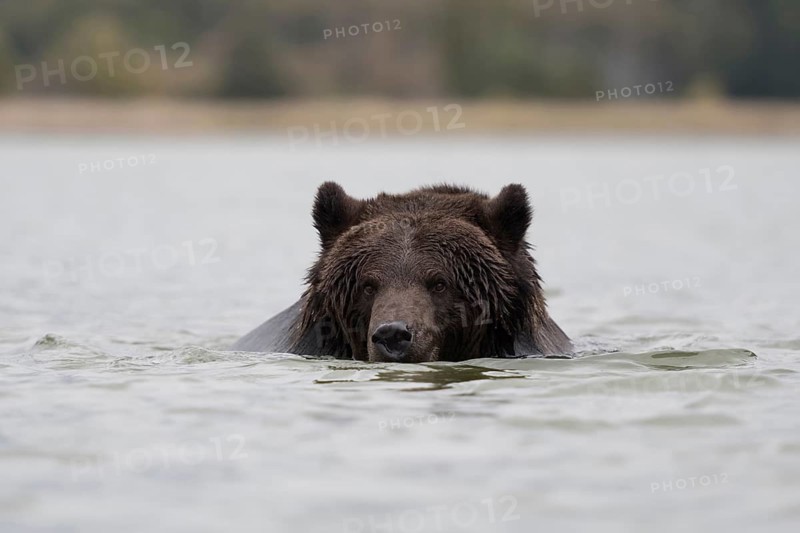 Good swimmer... European brown bear (Ursus arctos) swimming through a body of water, bears are exceptionally good and persistent swimmers, native nature, Central Europe