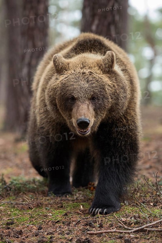 On a confrontation course... European brown bear (Ursus arctos), strong bear with long pointed claws walks directly towards the camera, ears laid back, mouth half open, normally bears are rather shy and avoid direct confrontation, frontal shot at eye level with the bear, native nature, Central Europe