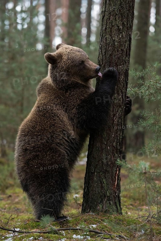 Upright on the tree... European brown bear (Ursus arctos) standing on its hind paws, licking something from the bark or from its paw, still relatively young bear, series funny animal pictures, native nature, Central Europe