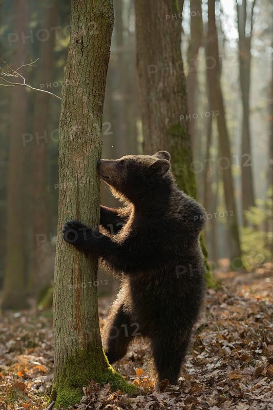 New odours... European brown bear (Ursus arctos), young, standing on its hind legs, exploring its surroundings, smelling a tree, funny animal cubs, native nature, Central Europe