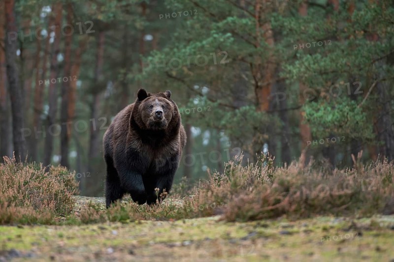 European brown bear (Ursus arctos), adult, particularly strong, respectful animal, running, sprinting at a fast pace across a clearing in the forest, running directly towards the photographer, frontal shot from a low perspective, native nature, Central Europe