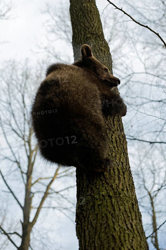 Big bum... Euopean brown bear (Ursus arctos), young bear climbing a tree trunk, steep perspective, follows the play instinct or brings itself to safety there, funny sight, animal children, native nature, Central Europe