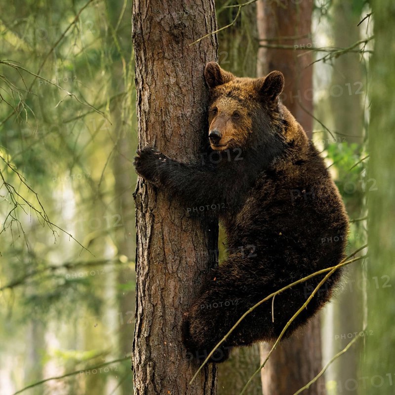 Bear cub... European brown bear (Ursus arctos) climbing a tree, following the play instinct or getting to safety there, an adult brown bear cannot follow him there, native wildlife, nature, Central Europe