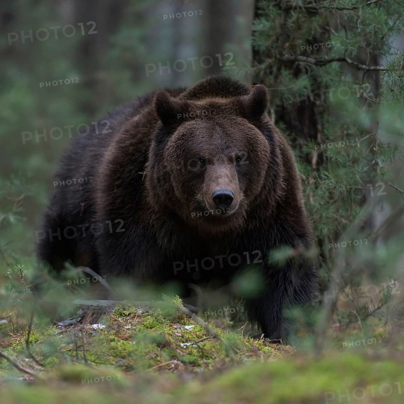 Through the undergrowth... European brown bear (Ursus arctos) in the forest, breaking through dense undergrowth, dangerous but rare and lastingly impressive encounter, direct eye contact at eye level, deep shooting perspective, series of impressive animal images, native nature, Central Europe
