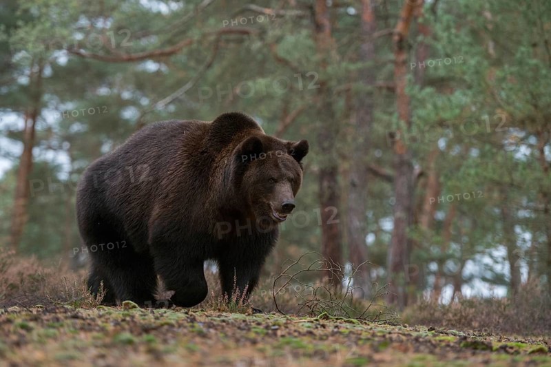 Quite relaxed... European brown bear (Ursus (genus) arctos), a huge bear trots calmly across a clearing in the forest, brown bears are our largest native land predators, have hardly any natural enemies, but live very secluded, native nature, Central Europe