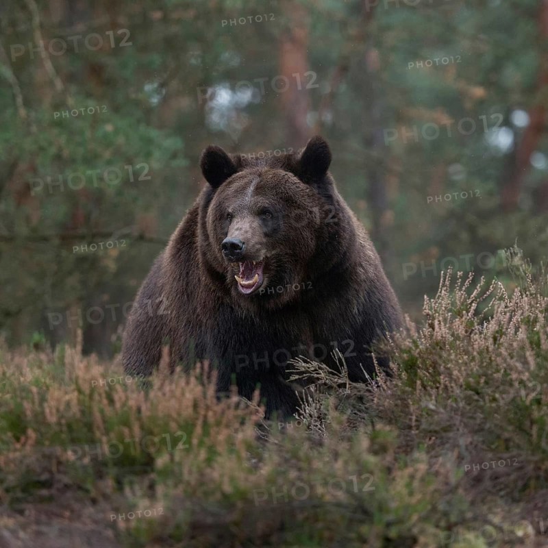 Aggressive... European brown bear (Ursus arctos), impressively large and heavy bear, during an encounter in the forest, surprised bear in defensive posture, defensive posture, seems angry, shows its teeth, threatens, native nature, Central Europe