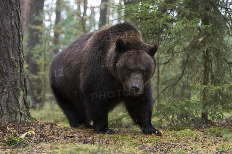 Terrifying... European brown bear (Ursus arctos), adult, particularly strong animal in the forest, seems surprised, dangerous situation, but bears generally prefer to retreat rather than attack people, native nature, Central Europe