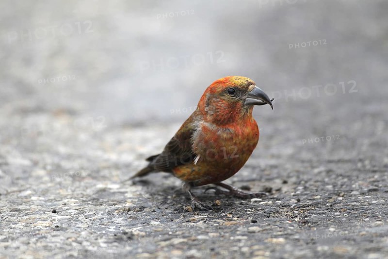 Spruce crossbill (Loxia curvirostra) male sitting on a tarmac road, Allgäu, Bavaria, Germany, Allgäu, Bavaria, Germany