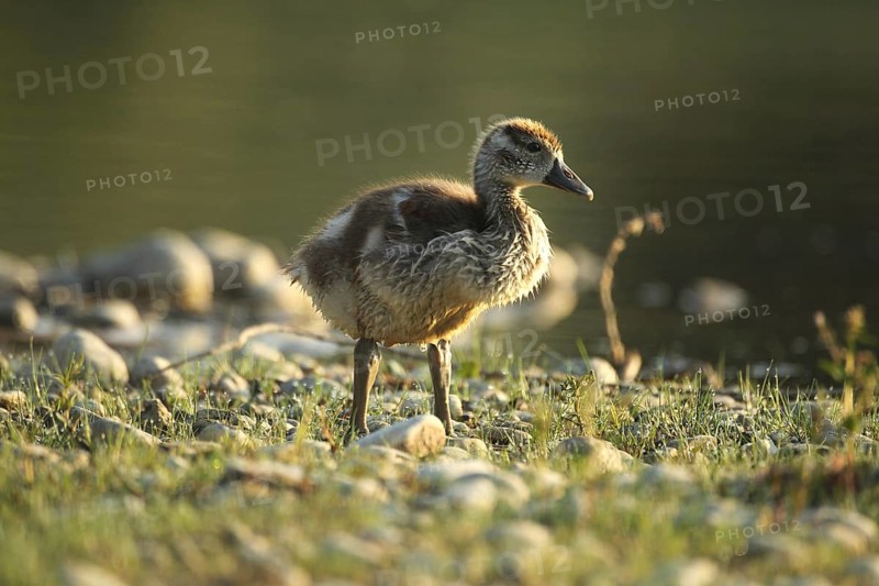 Egyptian goose (Alopochen aegyptiaca) young bird in a gravel pit, Allgäu, Bavaria, Germany, Allgäu, Bavaria, Germany