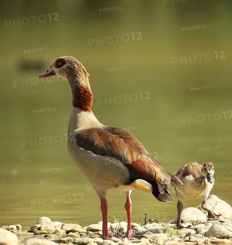 Egyptian goose (Alopochen aegyptiaca) adult bird with young bird in a gravel pit, Allgäu, Bavaria, Germany, Allgäu, Bavaria, Germany