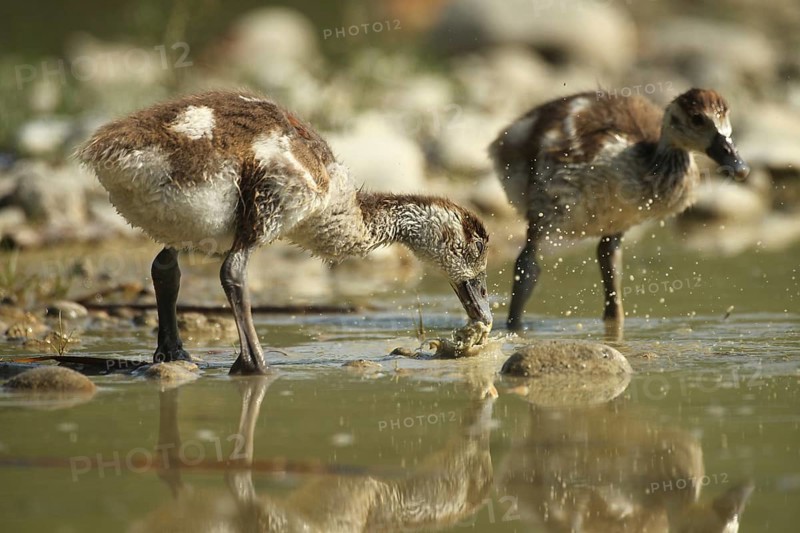 Egyptian goose (Alopochen aegyptiaca) young bird eating fish waste in a gravel pit, Allgäu, Bavaria, Germany, Allgäu, Bavaria, Germany