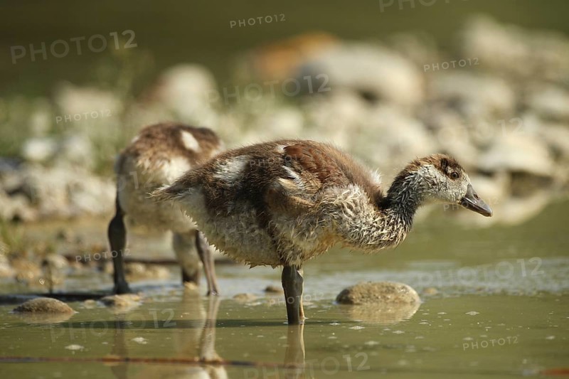 Egyptian goose (Alopochen aegyptiaca) young bird in a gravel pit, Allgäu, Bavaria, Germany, Allgäu, Bavaria, Germany