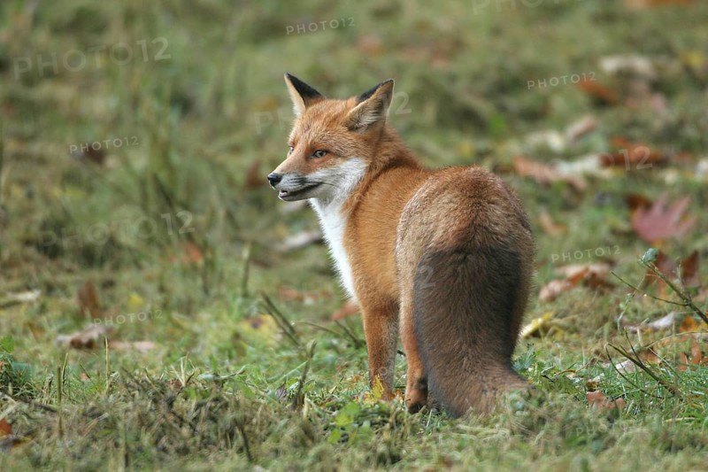 Red lynx (Vulpes vulpes) in thick winter fur, Allgäu, Bavaria, Germany, Allgäu, Bavaria, Germany