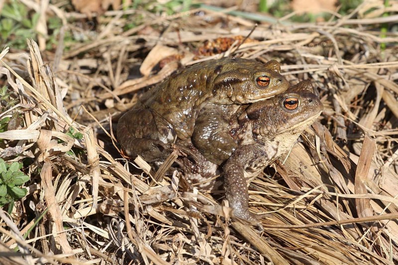 Common toads (Bufo bufo) Female carries male piggyback to spawning waters, Allgäu, Bavaria, Germany, Allgäu, Bavaria, Germany