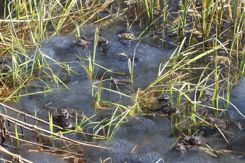 Grass frogs (Rana temporaria) among their spawning balls in the water, Allgäu, Bavaria, Germany, Allgäu, Bavaria, Germany