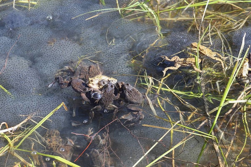 Grass frogs (Rana temporaria) harassing common toads (Bufo bufo) in the water amidst their spawning balls, Allgäu, Bavaria, Germany, Allgäu, Bavaria, Germany