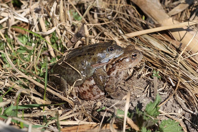 Common toad (Bufo bufo) female carries Common Frog (Rana temporaria) male piggyback to spawning waters, Allgäu, Bavaria, Germany, Allgäu, Bavaria, Germany