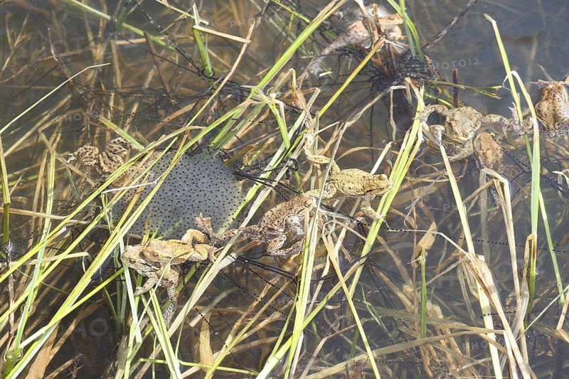 Common toads (Bufo bufo) in the middle of their spawning lines in the water, Allgäu, Bavaria, Germany, Allgäu, Bavaria, Germany