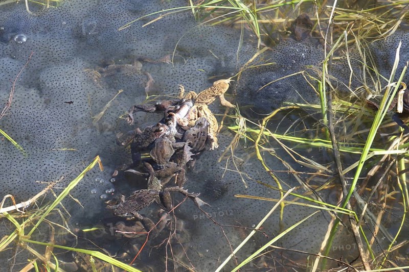 Grass frogs (Rana temporaria) harassing a common toad (Bufo bufo) in the water amidst their spawning balls, Allgäu, Bavaria, Germany, Allgäu, Bavaria, Germany