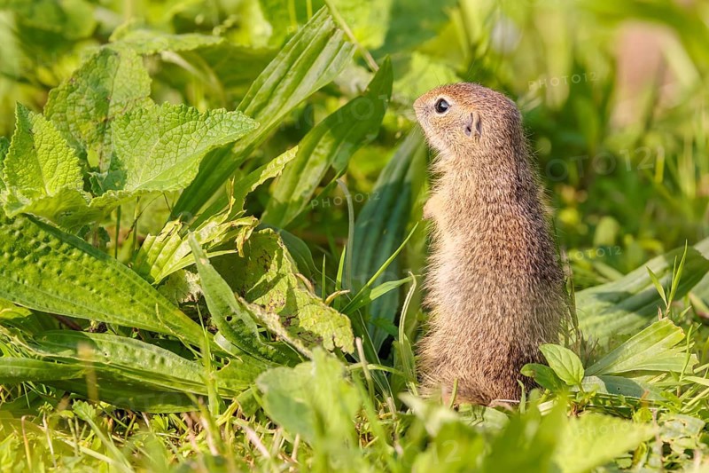 An adult European ground squirrel (Spermophilus citellus) or European souslik stands in a meadow with tall green vegetation on a sunny day and eats from it