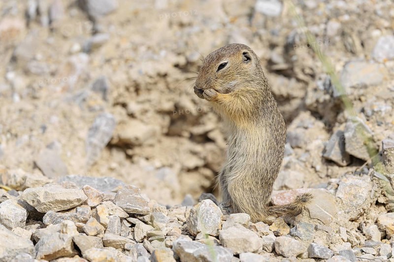 A young European ground squirrel (Spermophilus citellus) or European souslik stands upright on a gravel mound near its burrow