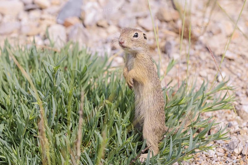A young European ground squirrel (Spermophilus citellus) or European souslik stands on a gravel hill in a green island of a plant