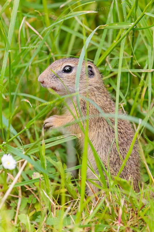 An adult European ground squirrel (Spermophilus citellus) or European souslik stands in a meadow with tall green vegetation and eats from it