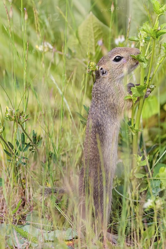 A young European ground squirrel (Spermophilus citellus) or European souslik stands upright on a gravel mound and feeds on the green vegetation