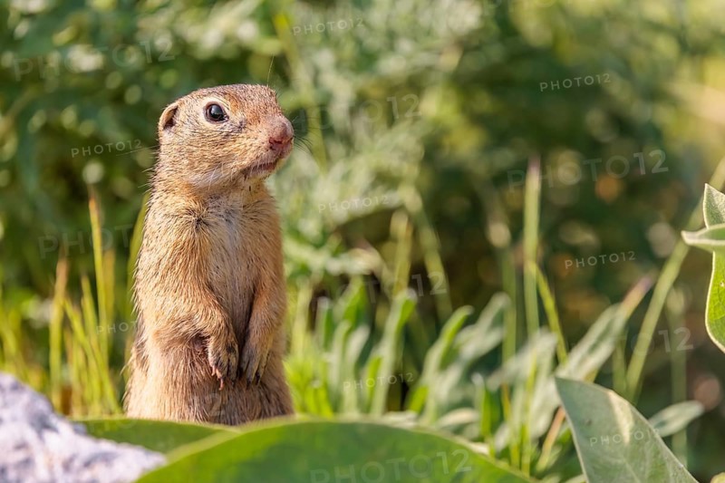 An adult European ground squirrel (Spermophilus citellus) or European souslik stands in a meadow with tall green vegetation, partially obscured by a rock
