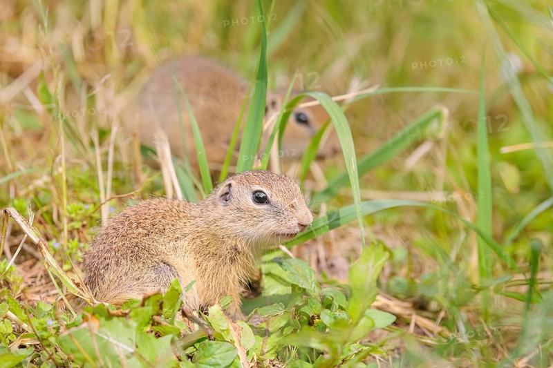 Two European ground squirrel (Spermophilus citellus) or European souslik stand in a meadow with tall green vegetation and eat from it