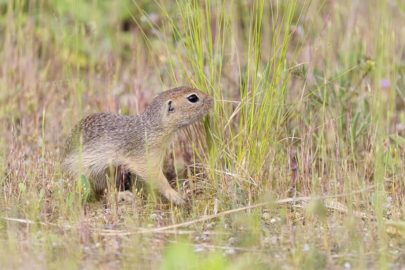 A young European ground squirrel (Spermophilus citellus) or European souslik stands on a gravel mound in semi-arid vegetation looking for food