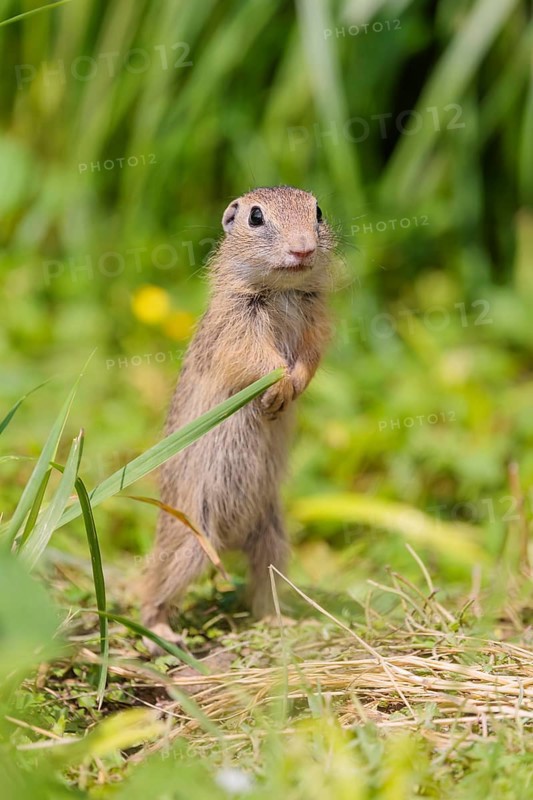 An adult European ground squirrel (Spermophilus citellus) or European souslik stands in a meadow with tall green vegetation on a sunny day