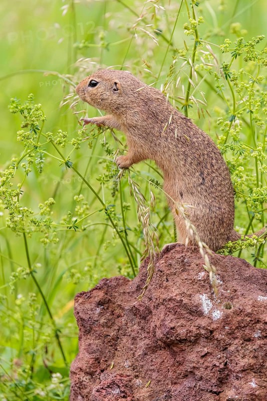 An adult European ground squirrel (Spermophilus citellus) or European souslik stands on a rock in a meadow with tall green vegetation and eats from it