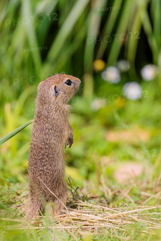 An adult European ground squirrel (Spermophilus citellus) or European souslik stands in a meadow with tall green vegetation on a sunny day