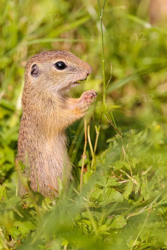 A young European ground squirrel (Spermophilus citellus) or European souslik stands in a meadow with tall green vegetation on a sunny day and eats from it