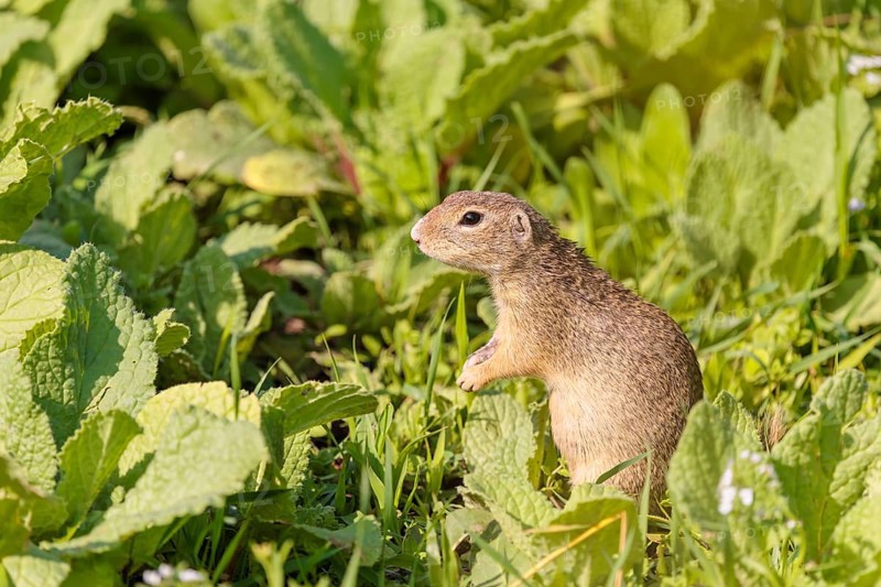 An adult European ground squirrel (Spermophilus citellus) or European souslik stands in a meadow with tall green vegetation on a sunny day and eats from it