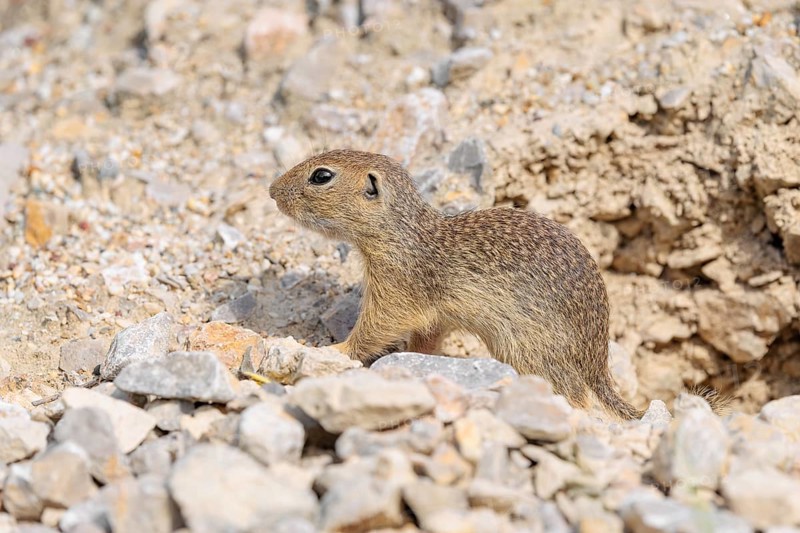 A young European ground squirrel (Spermophilus citellus) or European souslik stands on a gravel hill close to its den