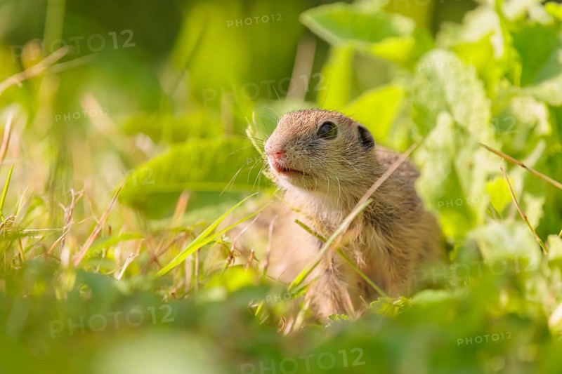 A young European ground squirrel (Spermophilus citellus) or European souslik stands in a meadow with tall green vegetation on a sunny day and eats from it