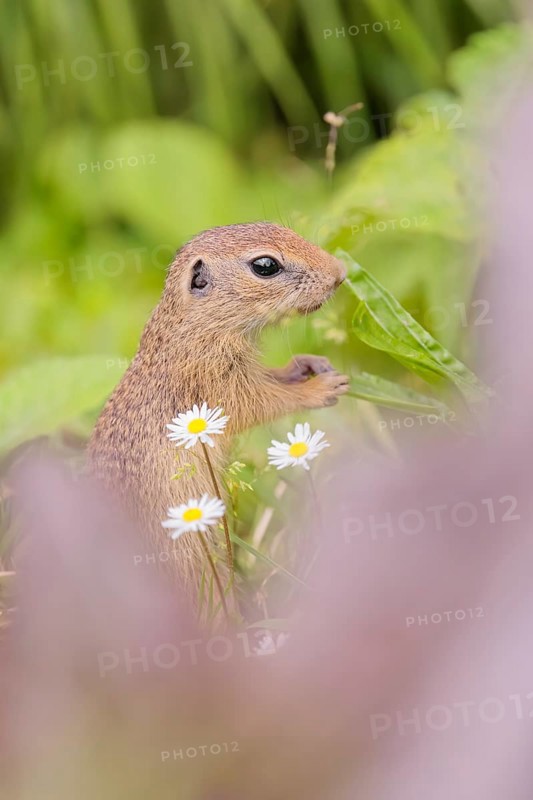A young European ground squirrel (Spermophilus citellus) or European souslik stands in a meadow with tall green vegetation, partially obscured by a root of a fallen tree