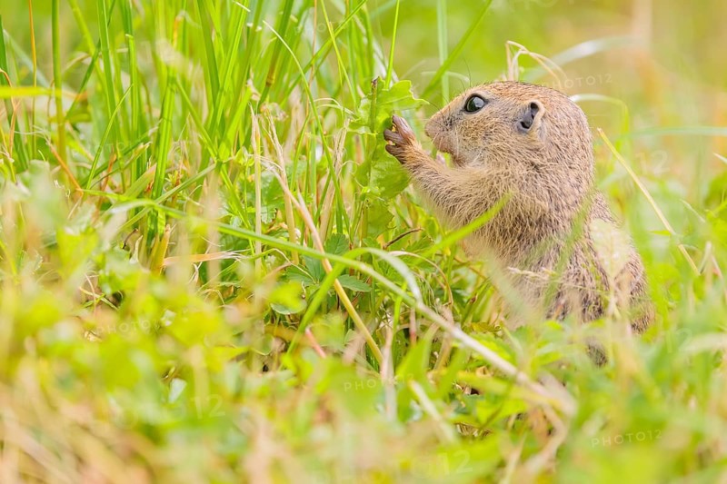 A young European ground squirrel (Spermophilus citellus) or European souslik stands in a meadow with tall green vegetation and eats from it