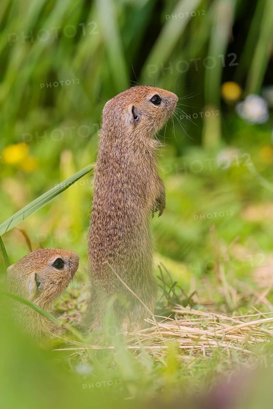Two young European ground squirrel (Spermophilus citellus) or European souslik stand in a meadow with tall green vegetation on a sunny day and eat from it