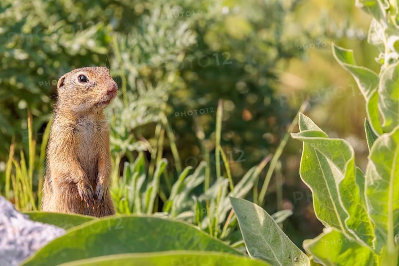 An adult European ground squirrel (Spermophilus citellus) or European souslik stands in a meadow with tall green vegetation, partially obscured by a rock