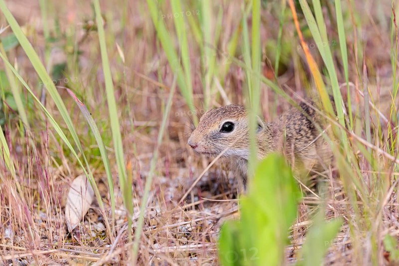A young European ground squirrel (Spermophilus citellus) or European souslik stands on a gravel mound in semi-arid vegetation looking for food