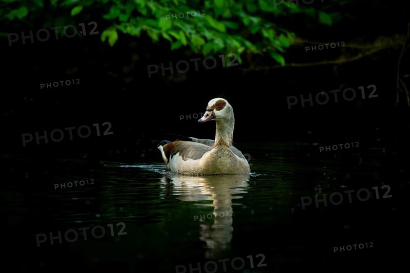 A Nile Goose (Alopochen aegyptiaca) swims comfortably on a pond in the forest, animal photo, nature photo, wildlife, fauna, Neustadt am Rübenberge, Hanover Region, Lower Saxony, Germany