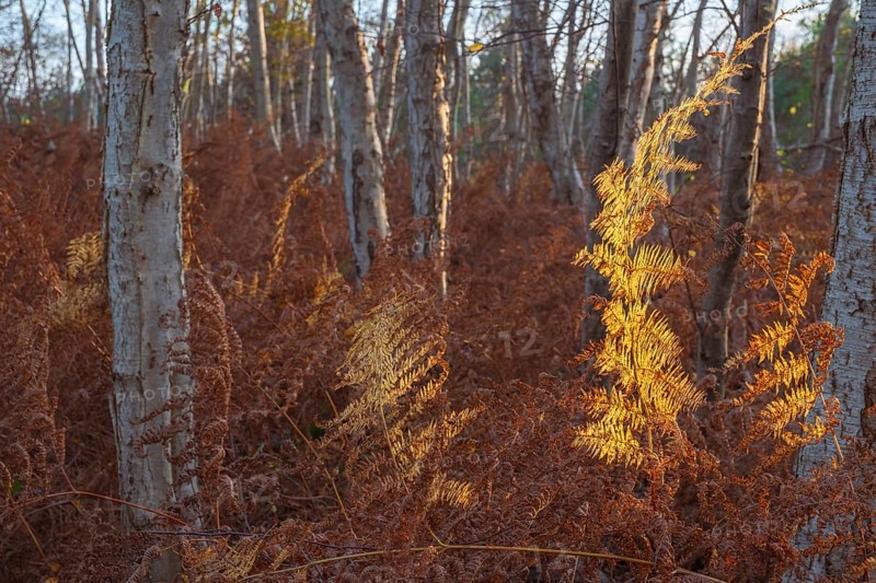 View of a dried fern leaf illuminated by evening light in autumn, sunset, landscape photo, Neustadt am Rübenberge, Hanover Region, Lower Saxony, Germany